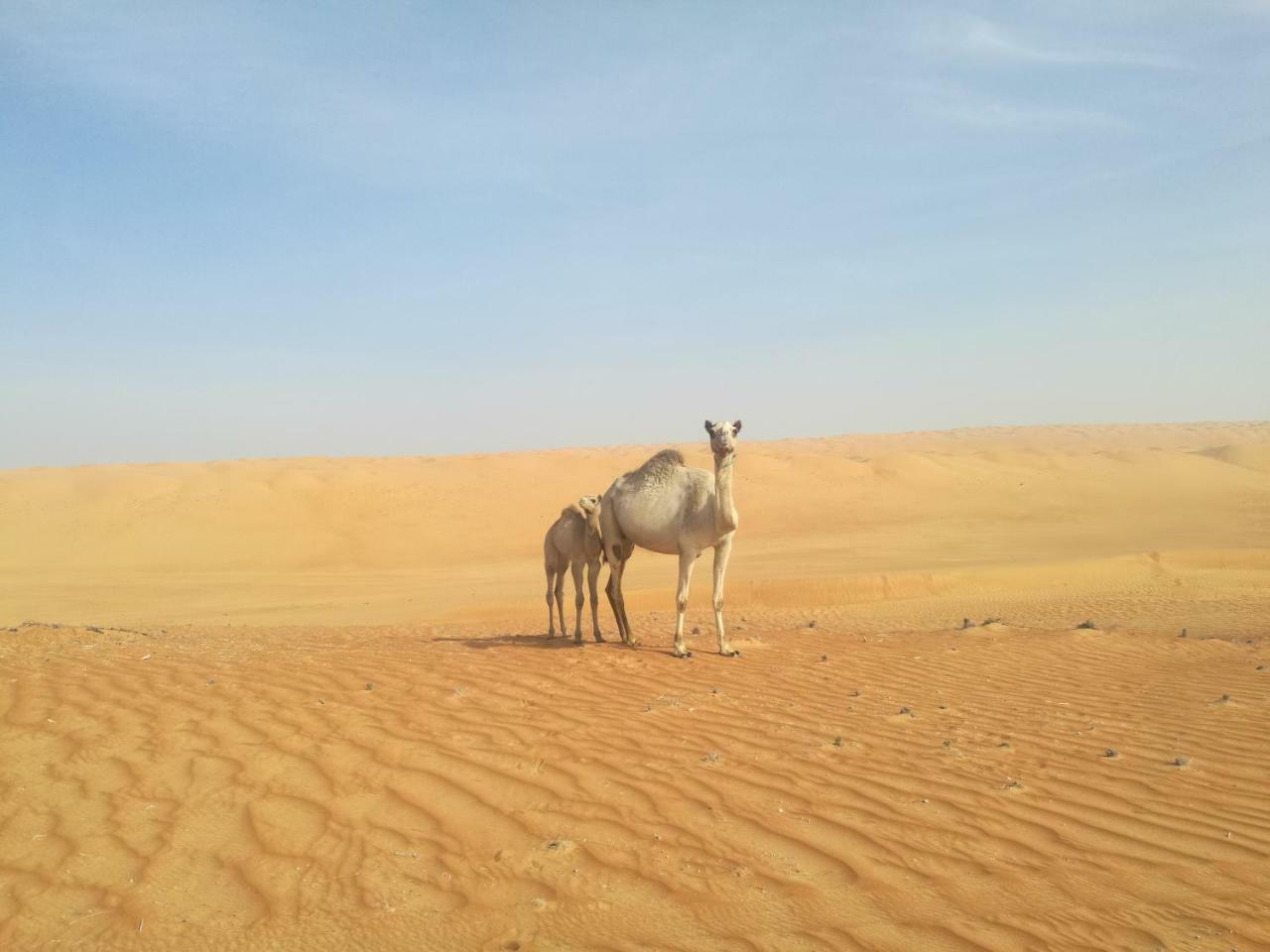 Hamood Desert Private Camp الوصل المظهر الخارجي الصورة